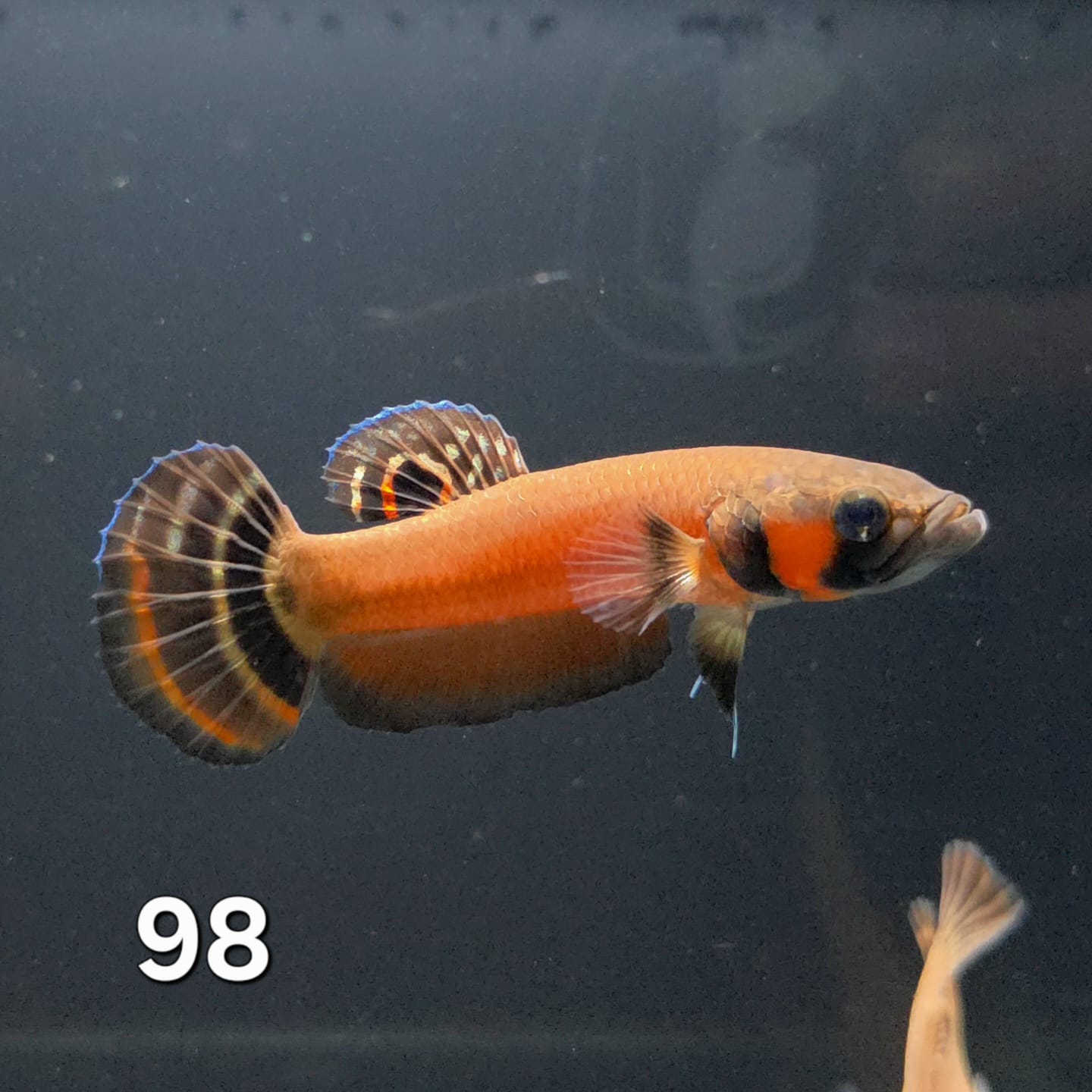 Macrostoma Male (IB098) by ivenbetta