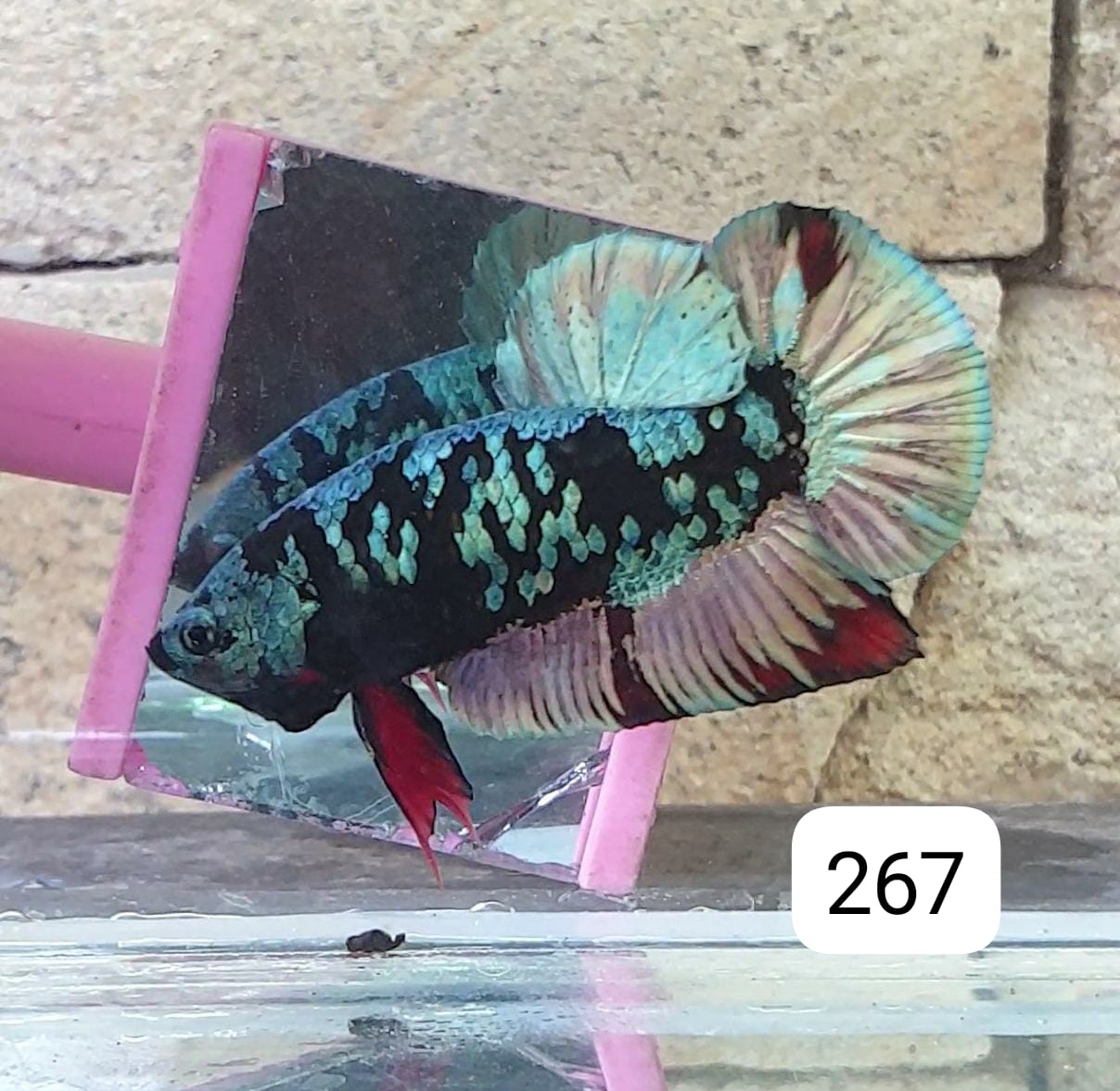 HMPK Betta Splendens #T267 by ivenbetta