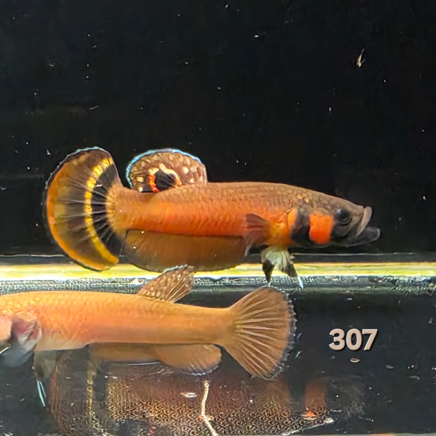 Macrostoma Male (IB307) Show Grade by ivenbetta