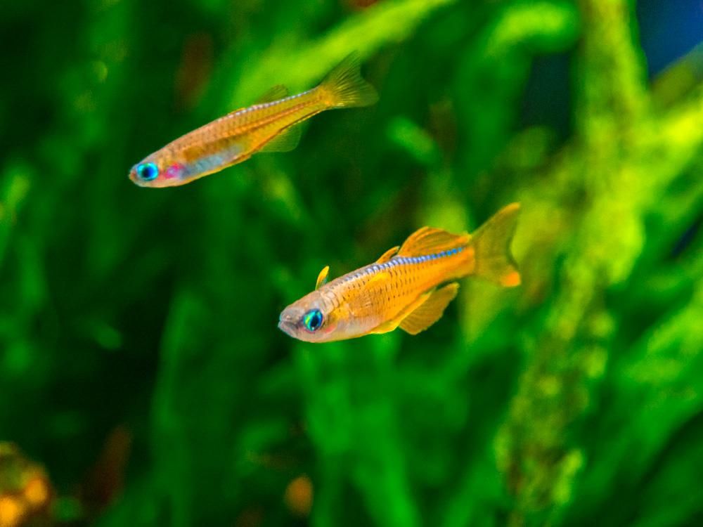 Pseudomugil Luminatus by Iven Betta