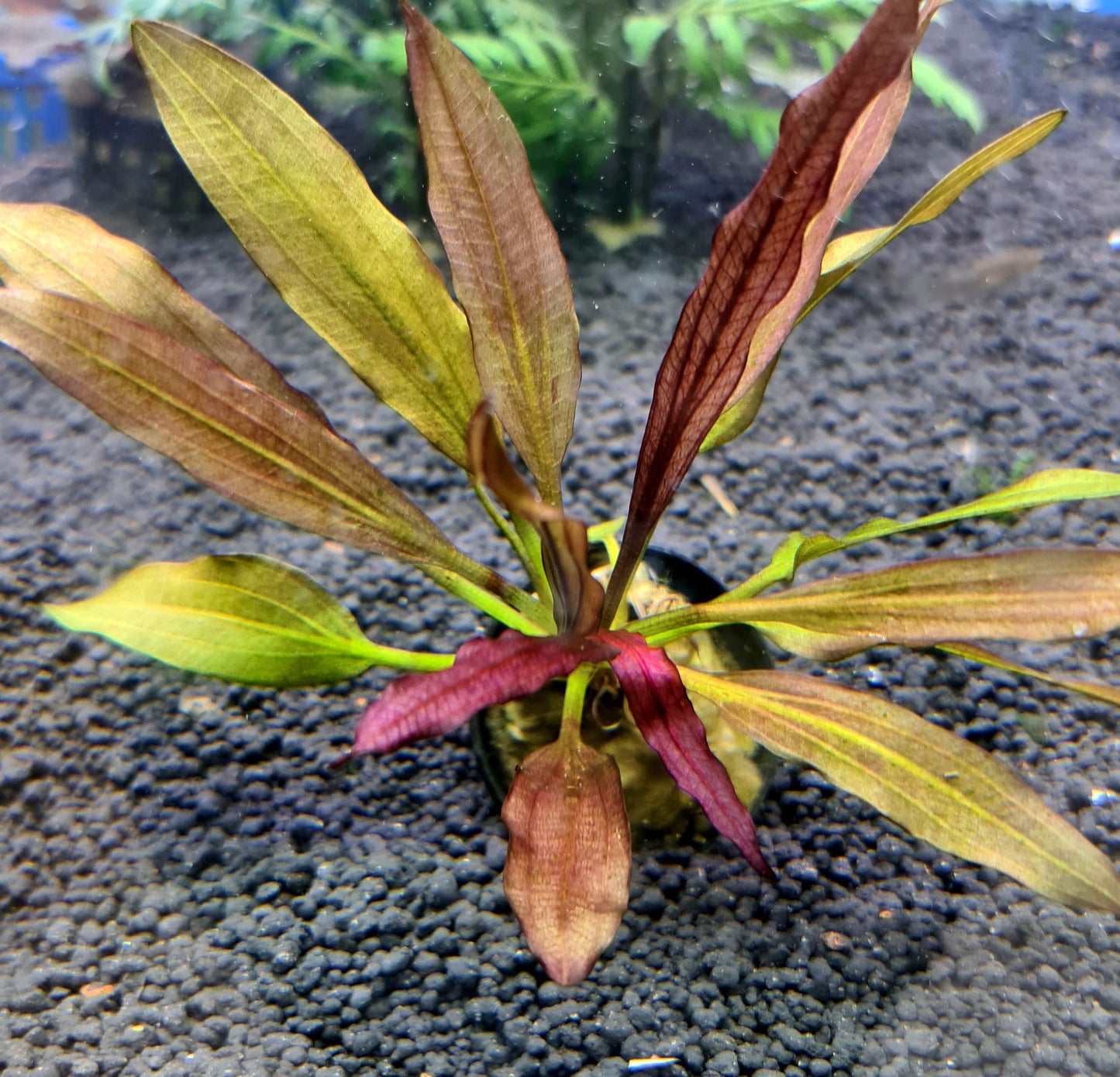 Echinodorus 'Red Rubin' by Iven Betta