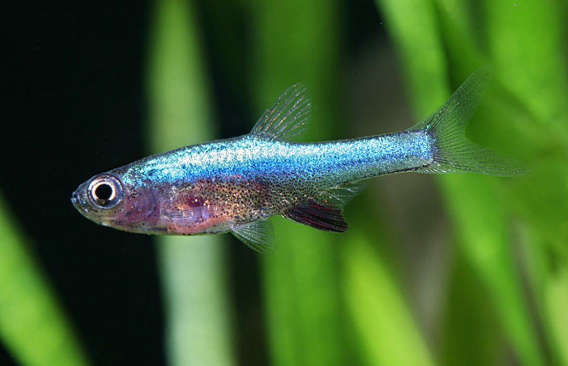 Sudadanio Axelrodi 'Blue' by Iven Betta