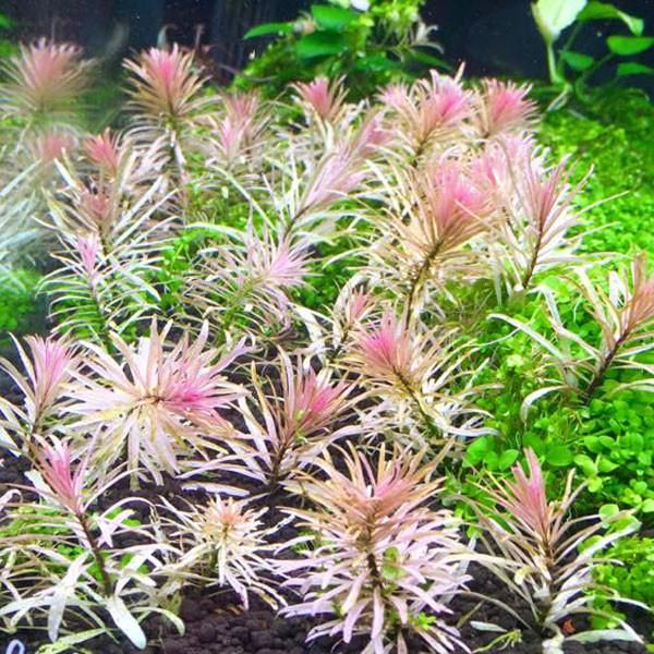 Ludwigia sp. Pink by Iven Betta