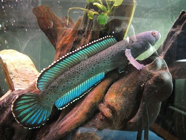 Channa Stewartii by Iven Betta