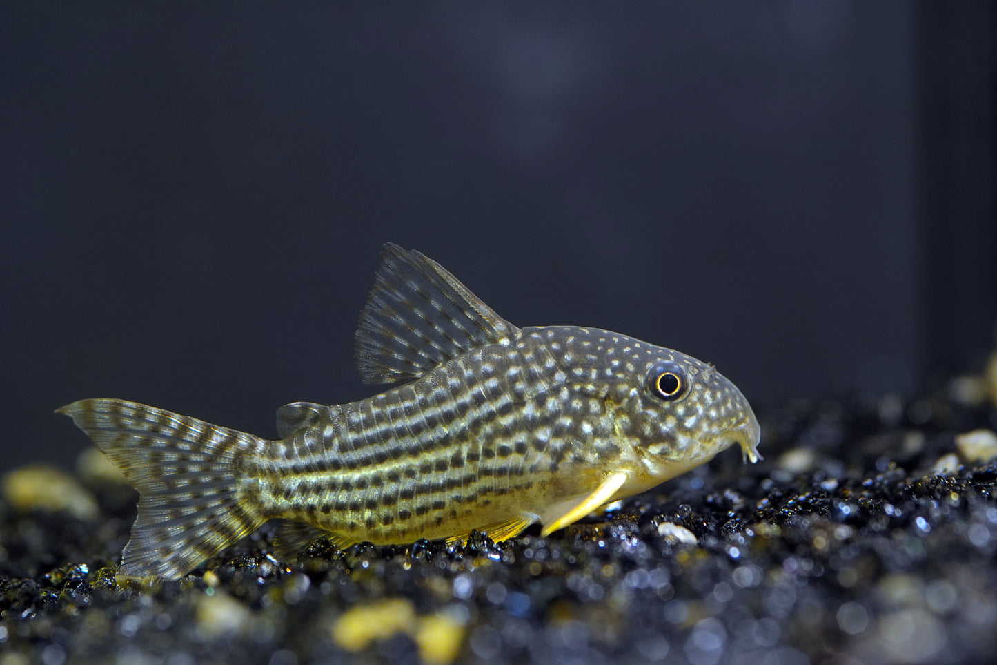 Corydoras Sterbai by Iven Betta