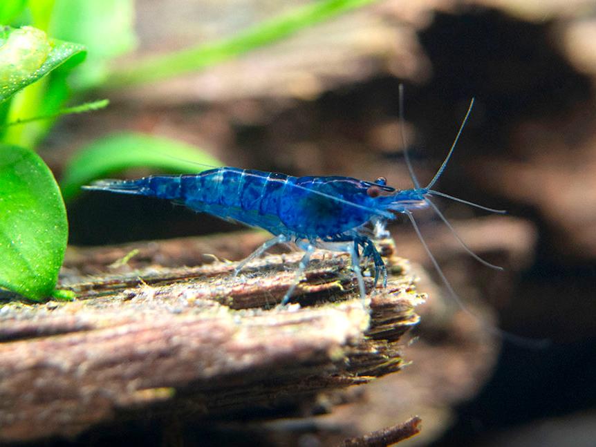 Neocaridina Davidi sp. Blue Dream by Iven Betta