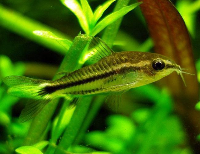 Corydoras Pygmaeus by Iven Betta