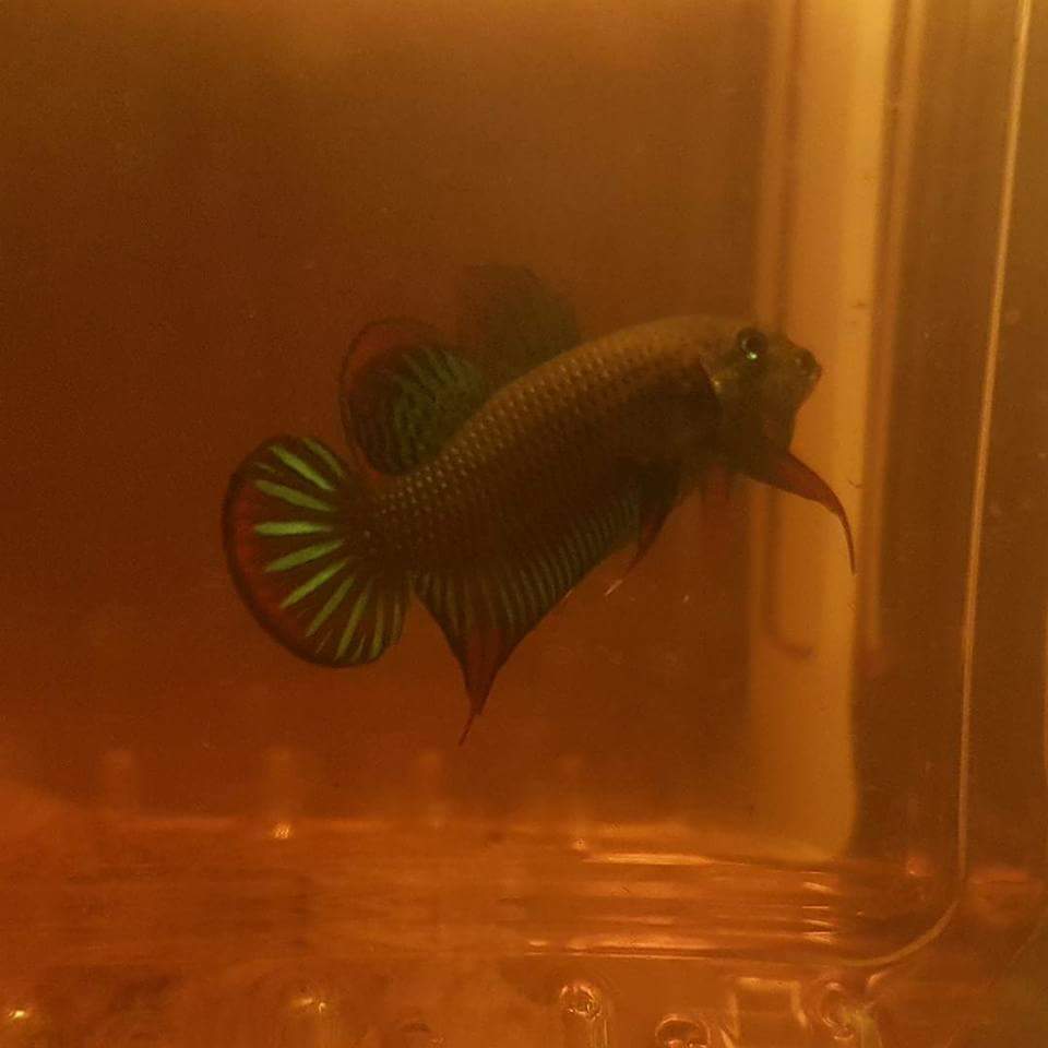 Betta Siamorientalis by Iven Betta