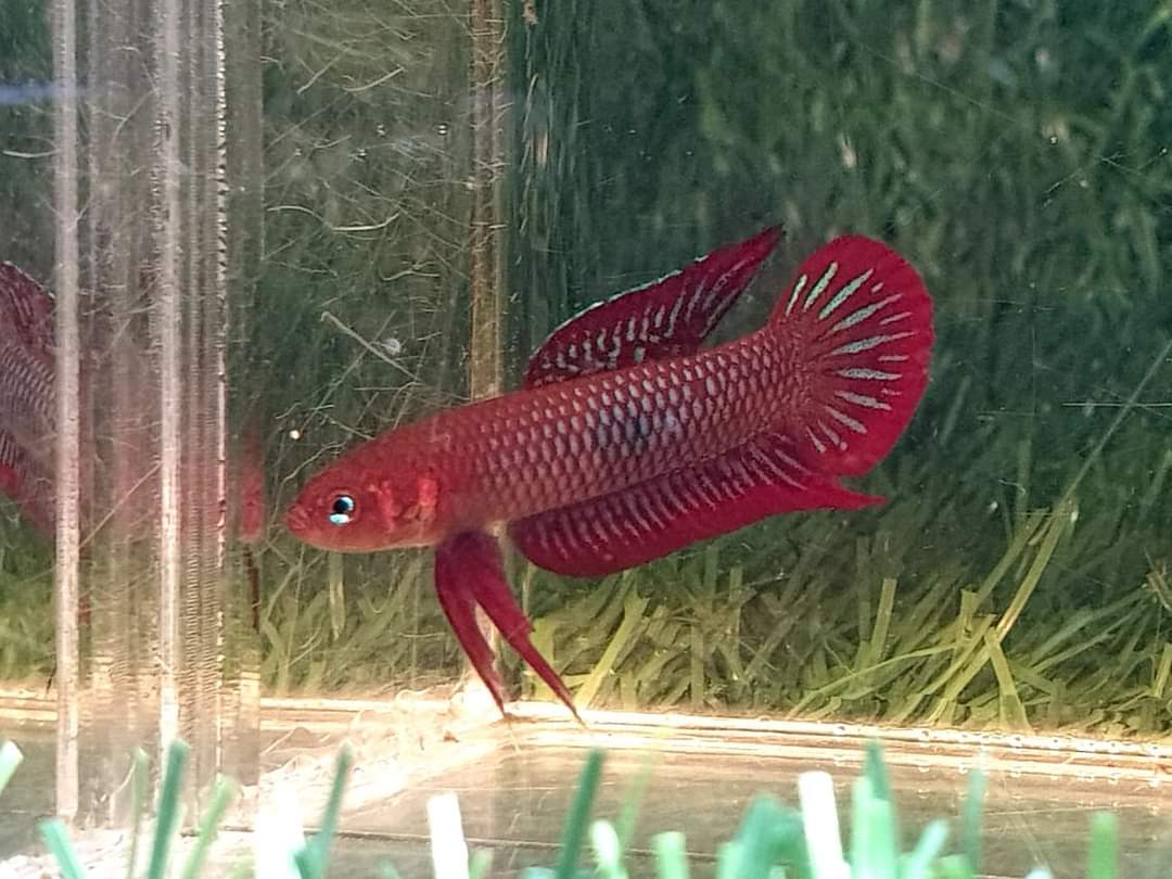 Betta Uberis by Iven Betta