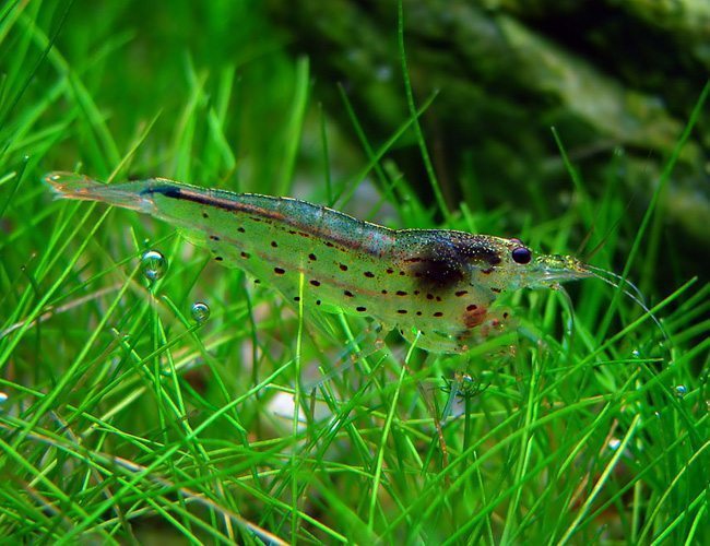 Caridina Multidentata by ivenbetta