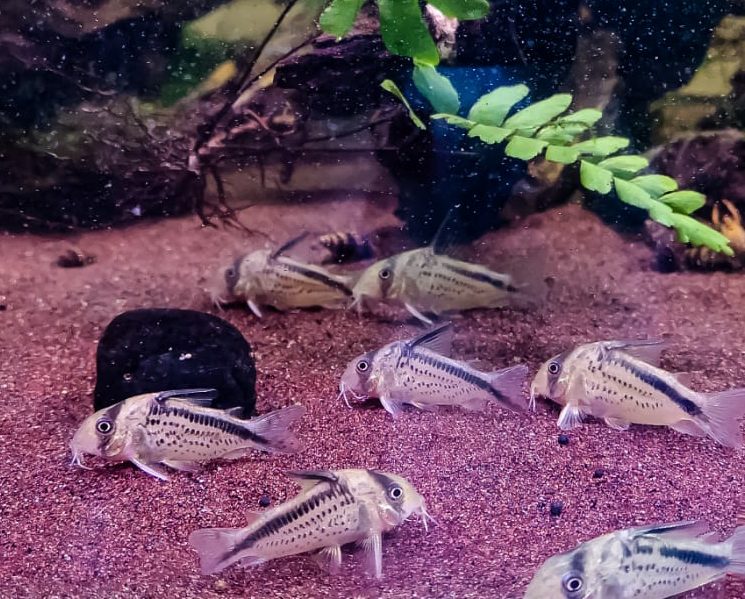 Corydoras Loxozonus by Iven Betta