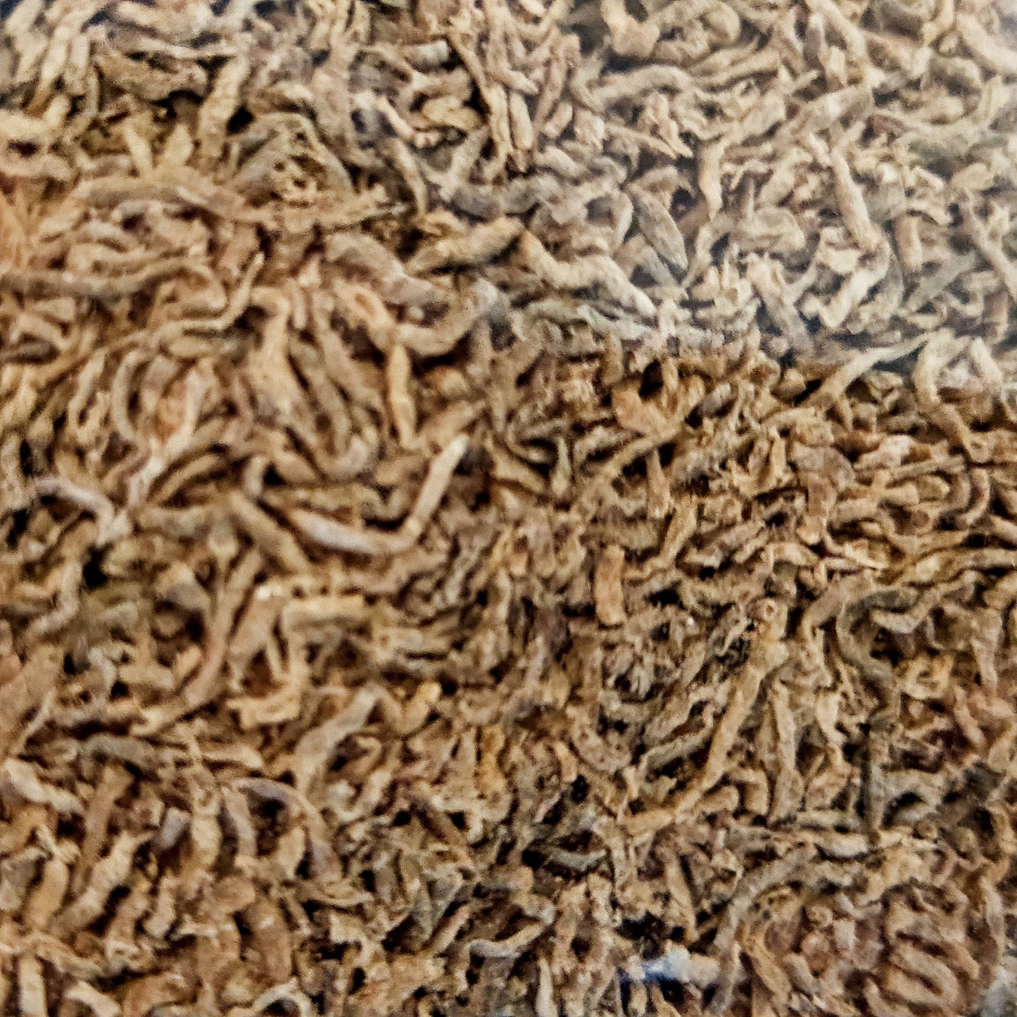 Australian Black Worms - Original (Loose) by Iven Betta