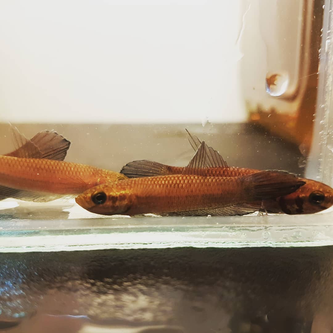 Betta Foerschi by Iven Betta