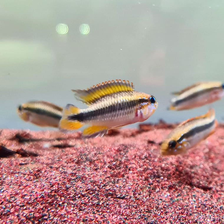 Apistogramma Agassizii "Red" by Iven Betta