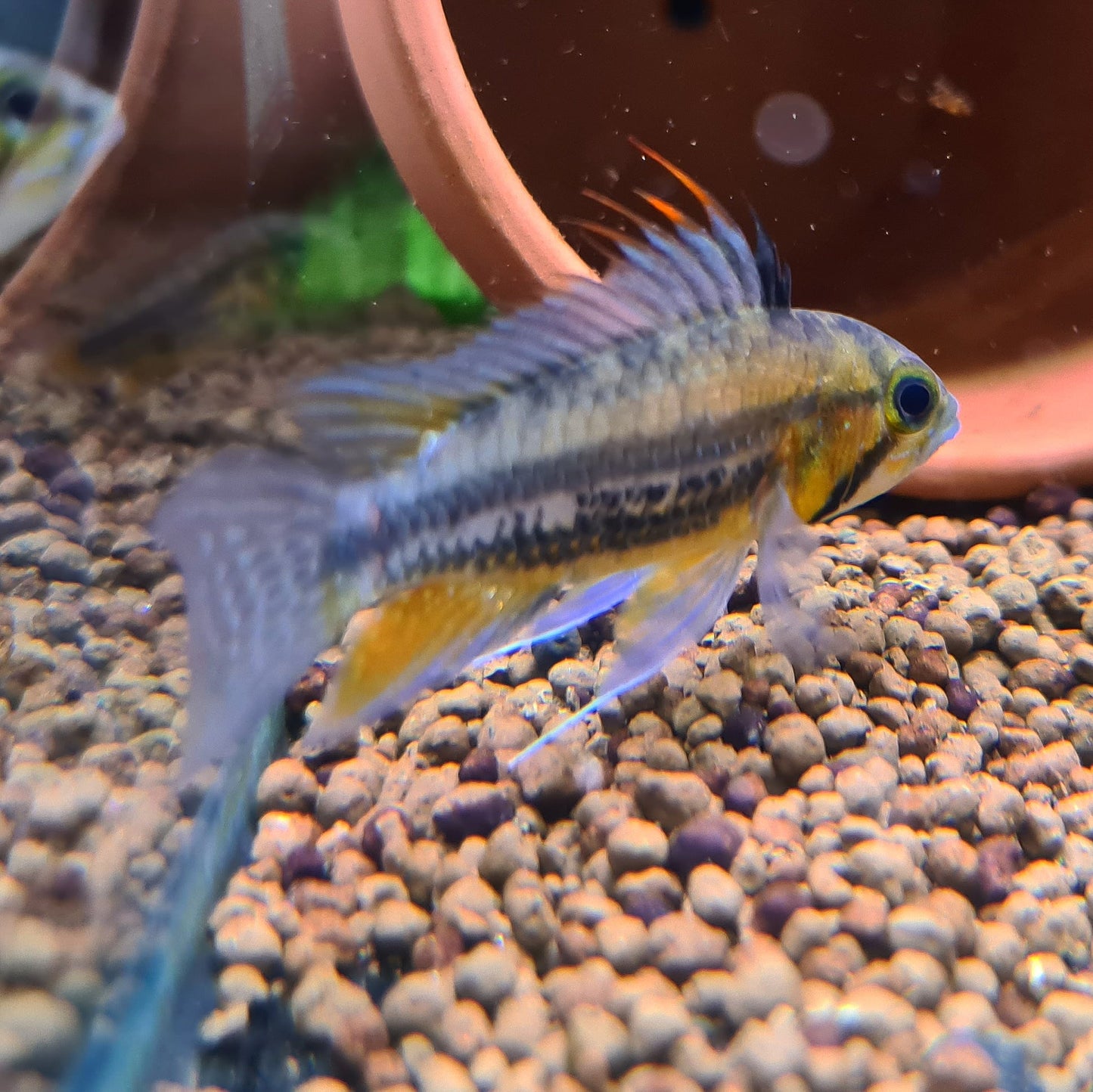 Apistogramma Cacatuoides "Red" by Iven Betta