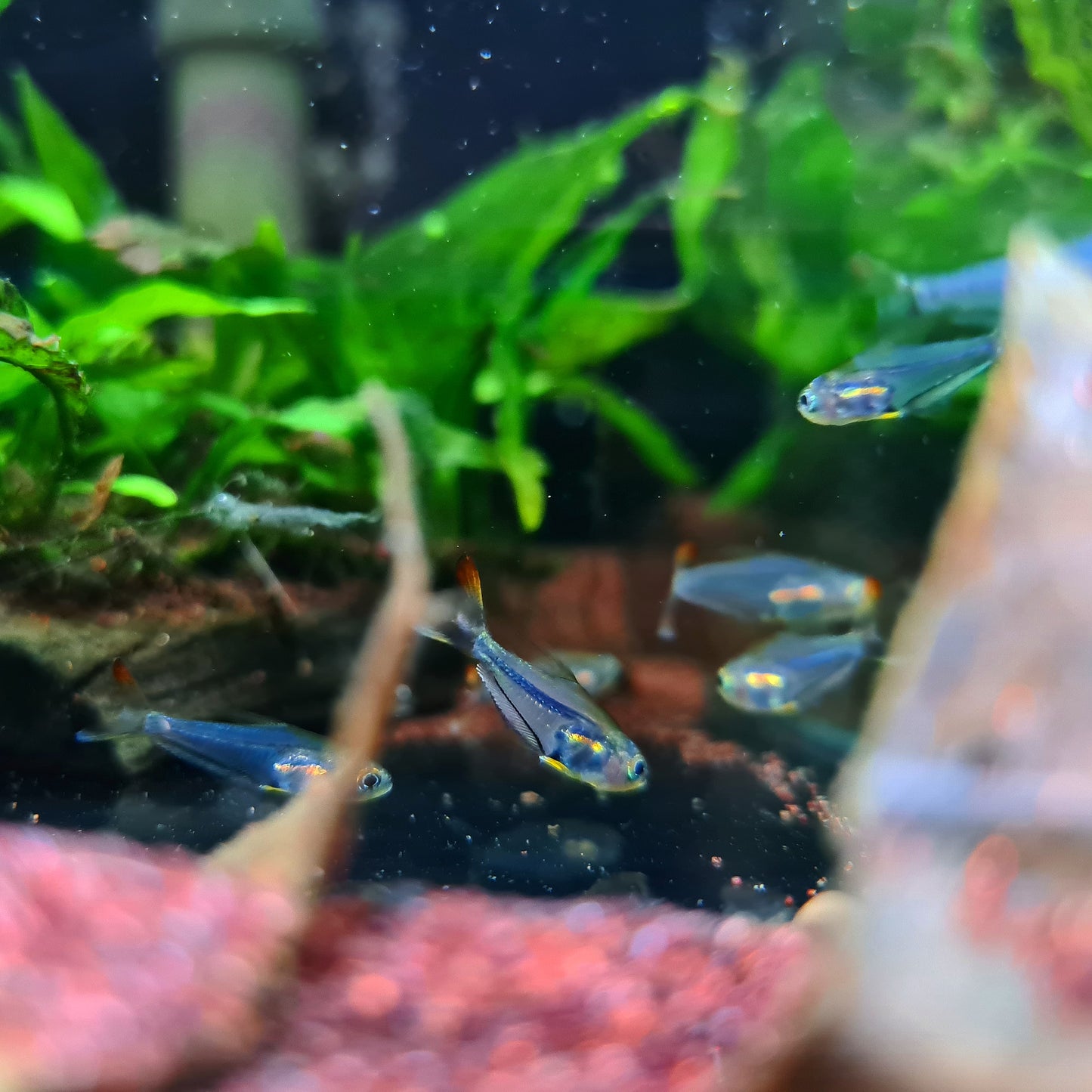 Trochilocharax Ornatus by ivenbetta