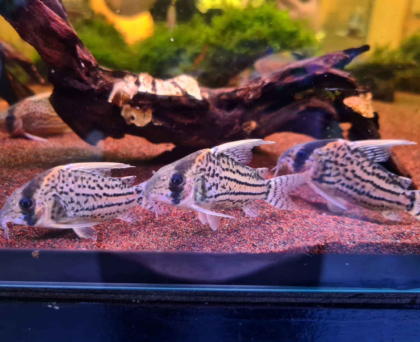 Corydoras Schwartzi sp. CW028 by Iven Betta