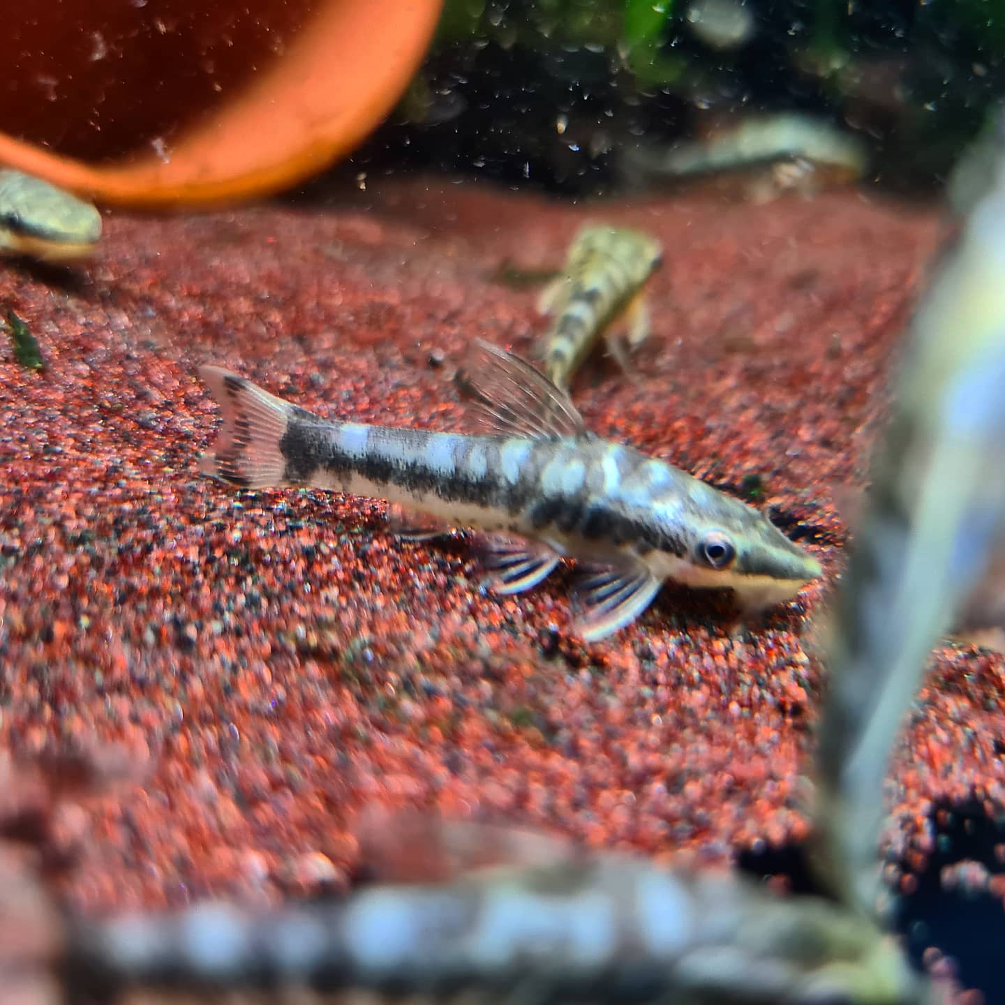 Otocinclus Cocama by Iven Betta