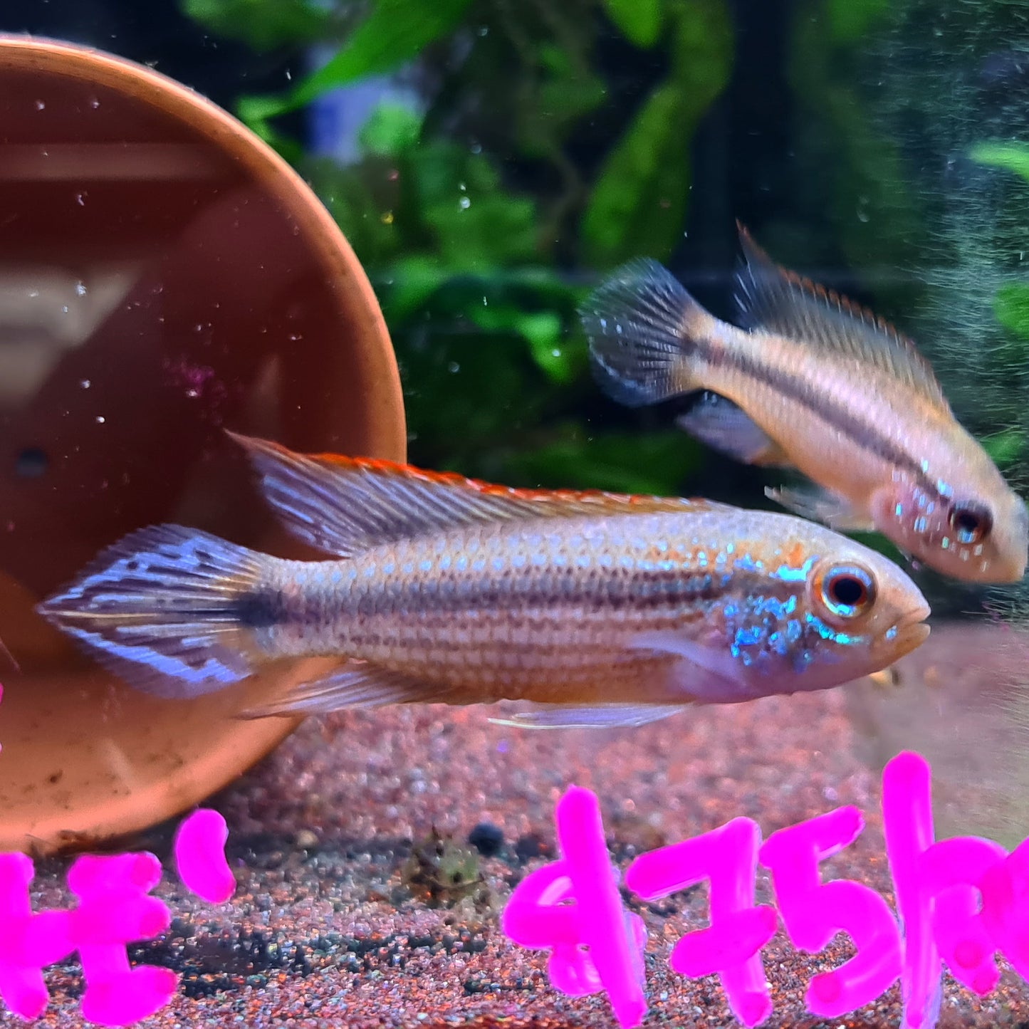 Apistogramma Agassizii "Tefe Red Back" by Iven Betta