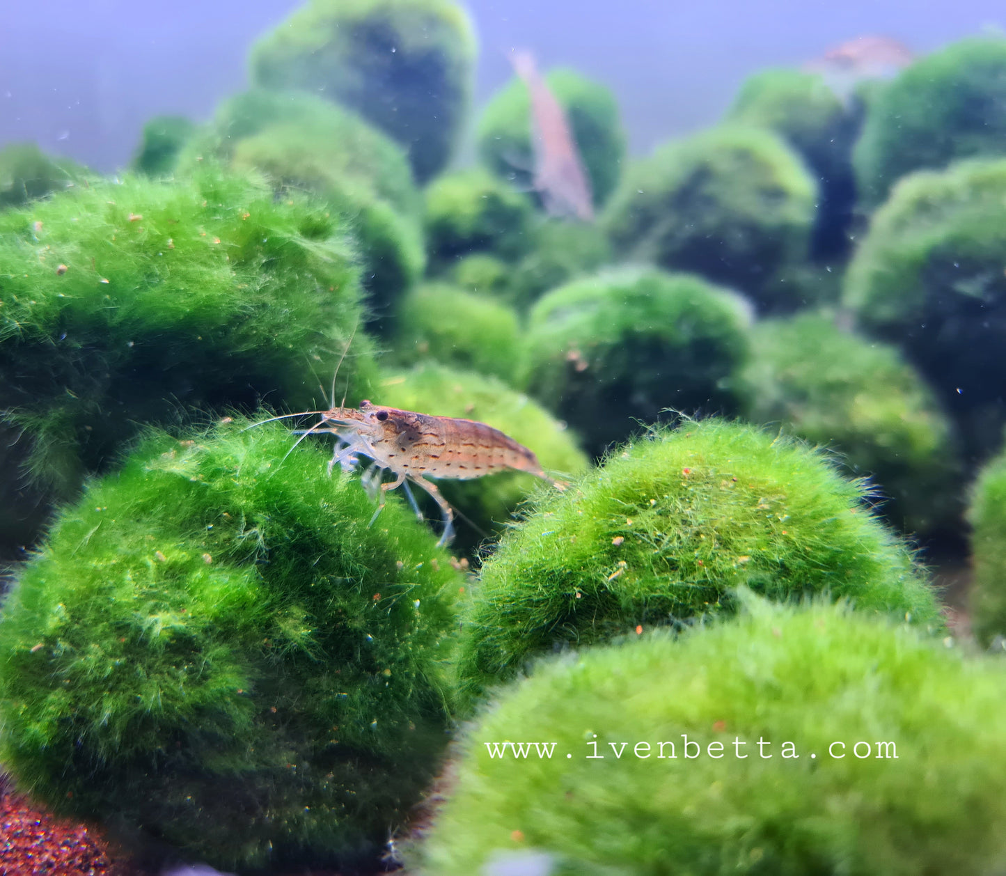 Cladophora Aegagropila 'Marimo' by Iven Betta