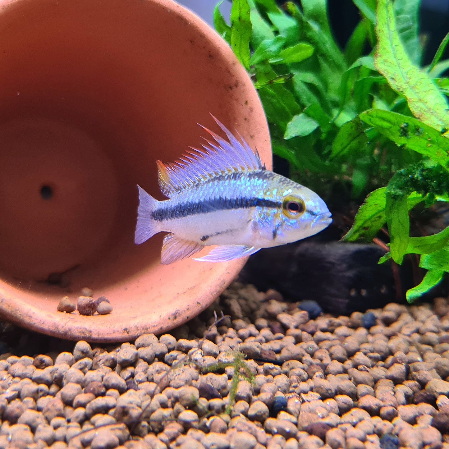 Apistogramma Trifasciata by Iven Betta