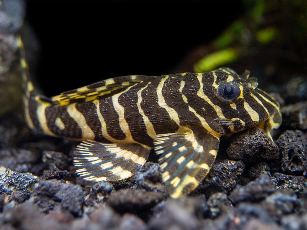 Peckoltia Compta L134 by Iven Betta