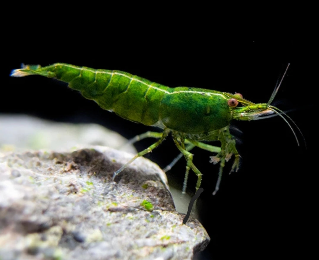 Neocaridina Davidi sp. Green Jade by Iven Betta