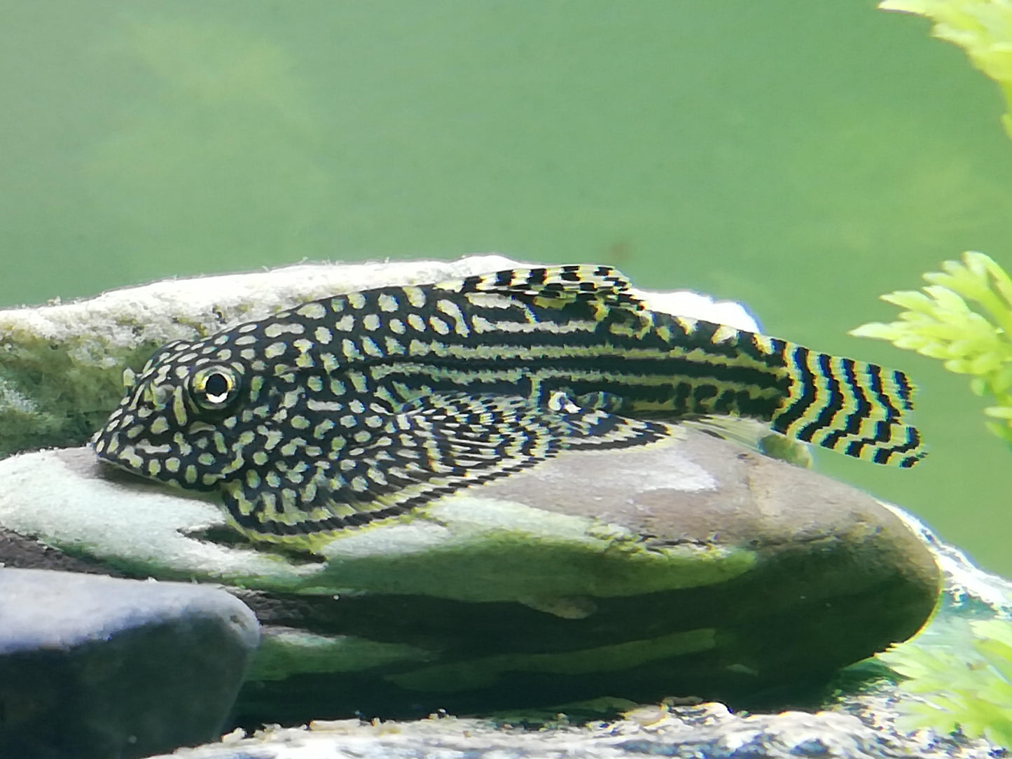 Sewellia Lineolata by Iven Betta
