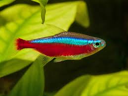 Paracheirodon Axelrodi by Iven Betta