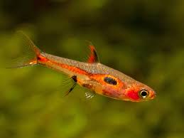 Boraras Merah by Iven Betta
