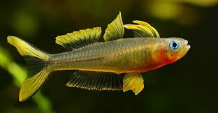 Pseudomugil Furcatus by Iven Betta