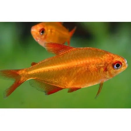 Hyphessobrycon sp. Muzel Red Cherry by Iven Betta