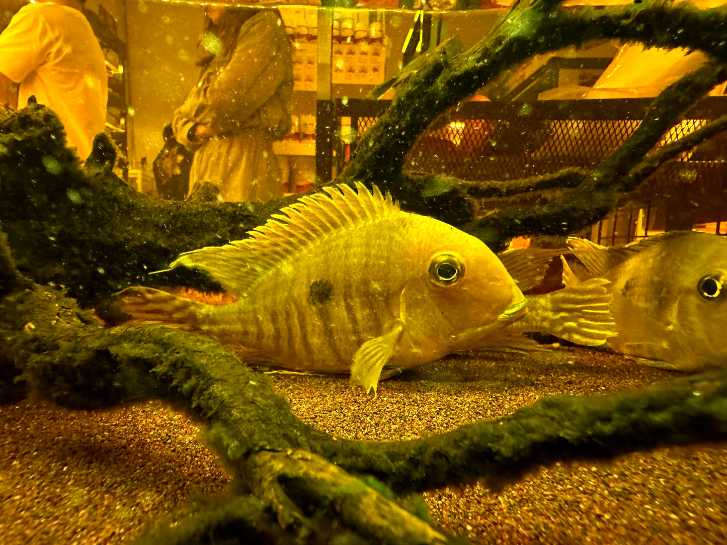 Geophagus sp. "Red Head Tapajos" by Iven Betta