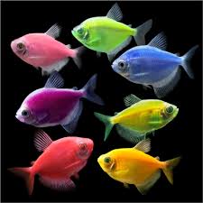 Gymnocorymbus Ternetzi var. Glofish by Iven Betta