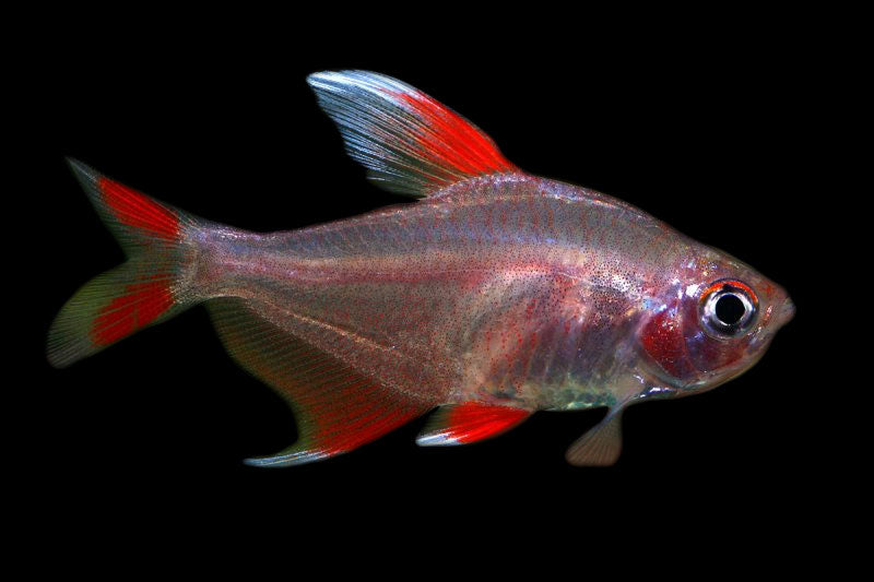Hyphessobrycon Rosaceus by Iven Betta