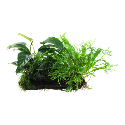 Plants - Epiphytes