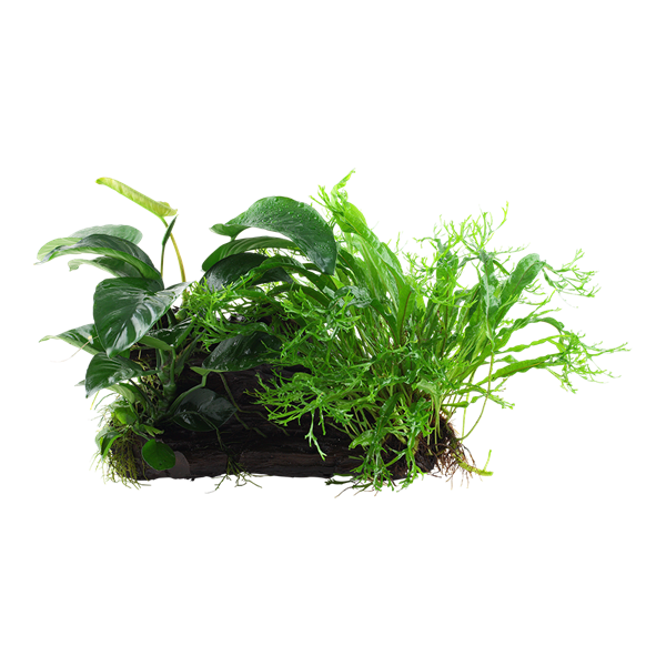 Plants - Epiphytes