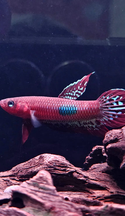 Betta Coccina by Iven Betta