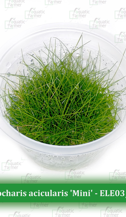 Plants - Tissue Culture