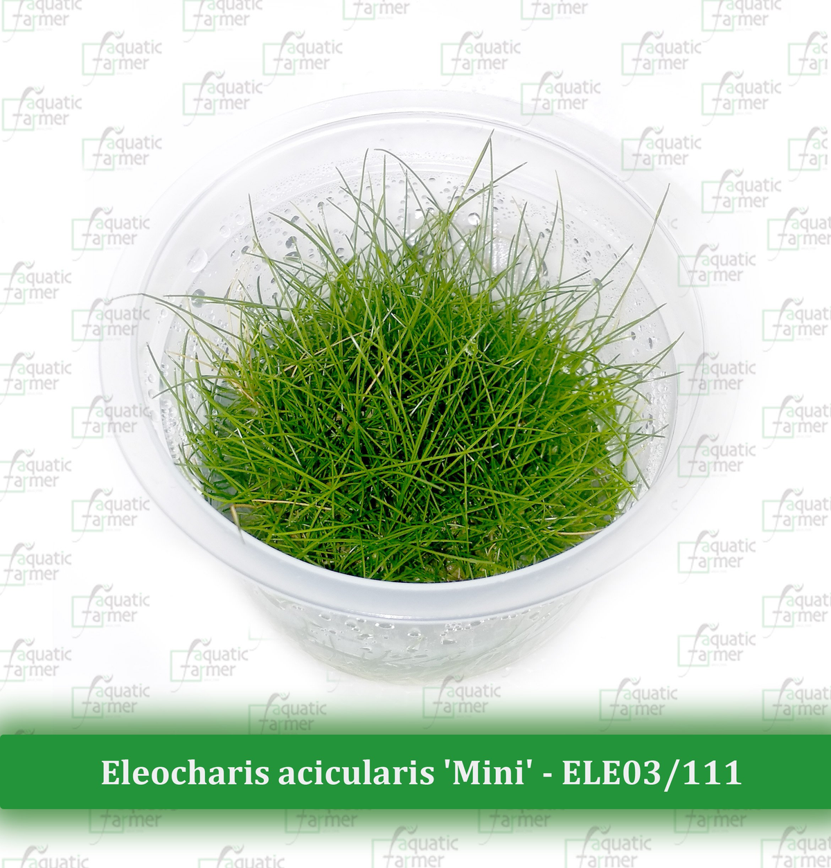 Plants - Tissue Culture