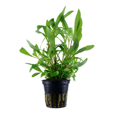 Plants - In Pots / Bunches