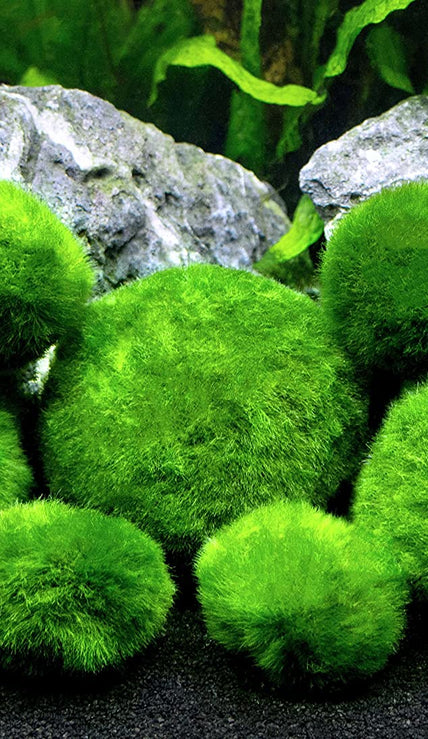 Plants - Moss