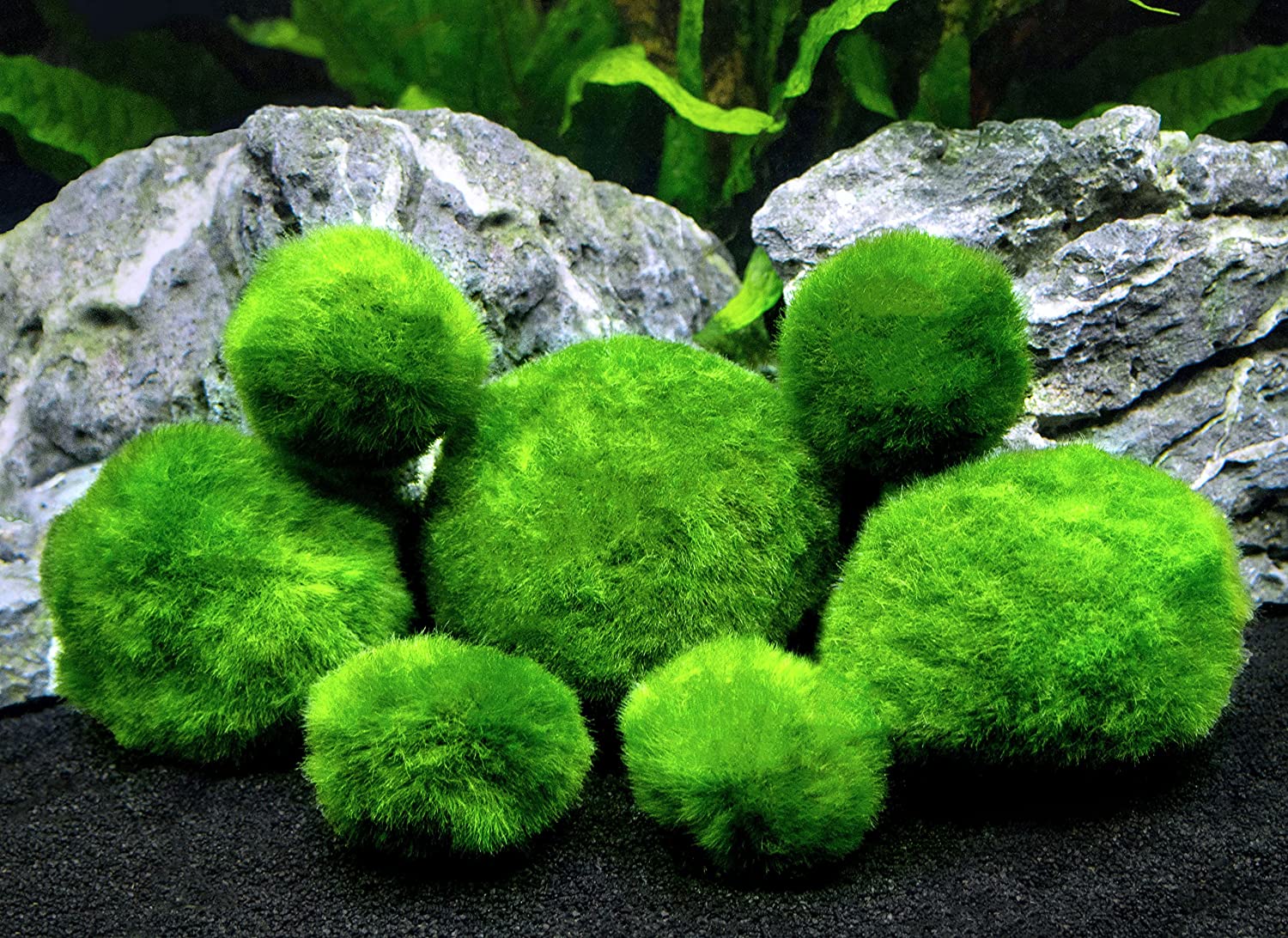 Plants - Moss