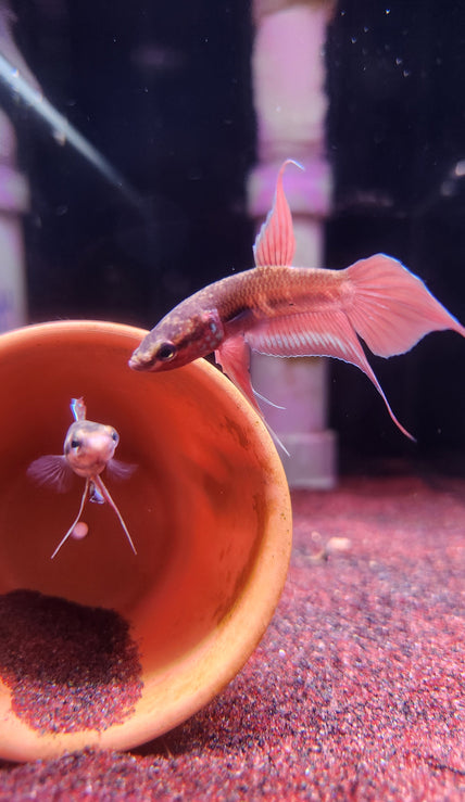 Betta Dimidiata by Iven Betta