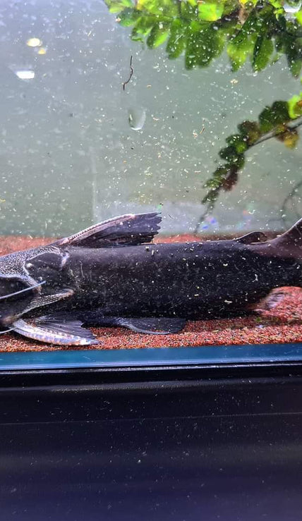 Catfish