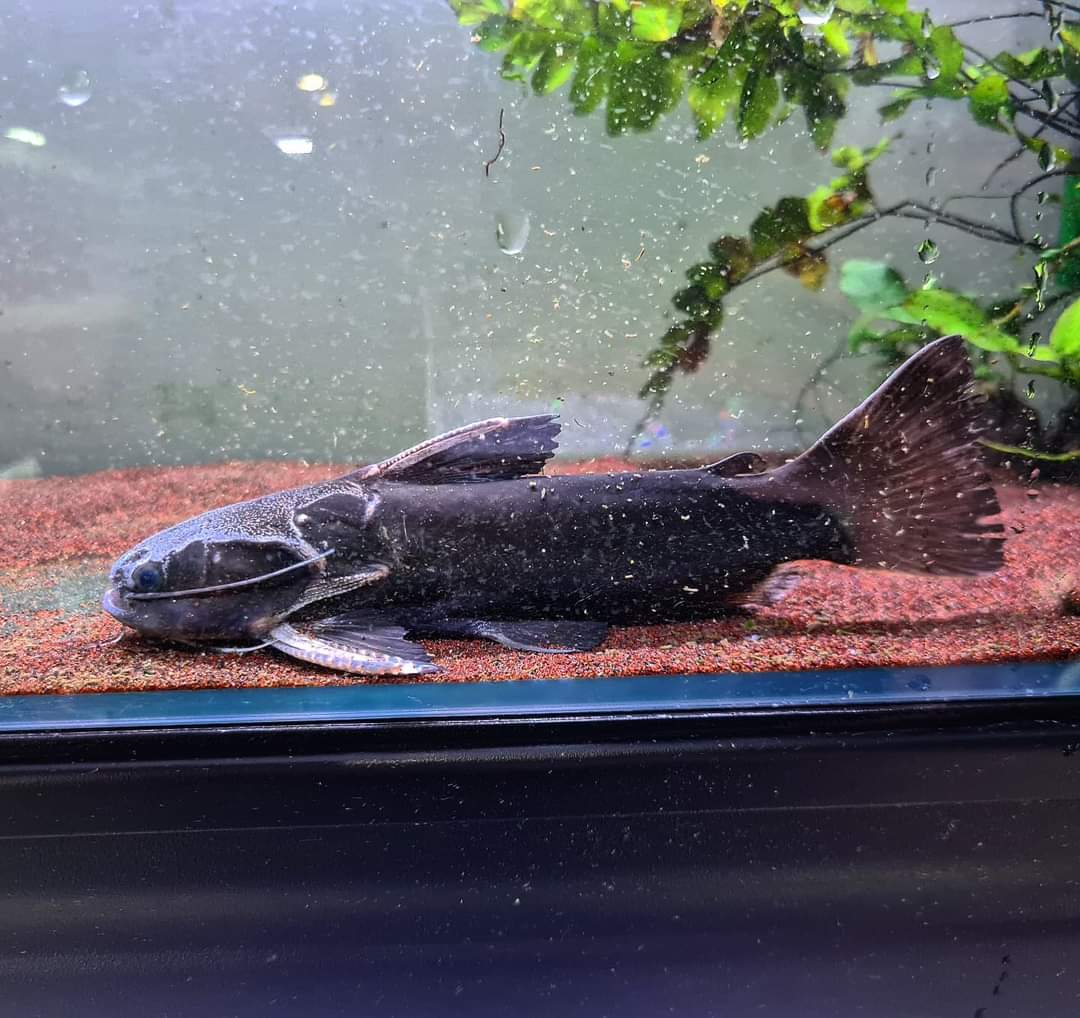 Catfish