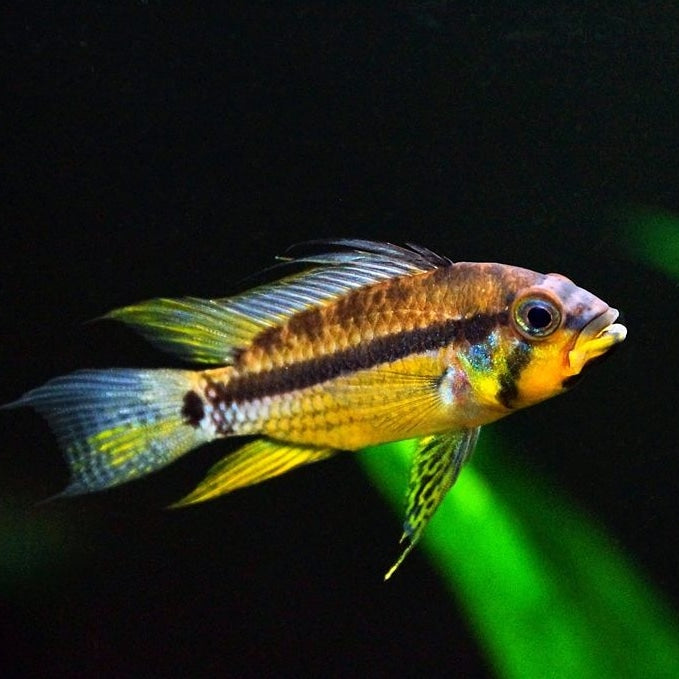 Cichlids
