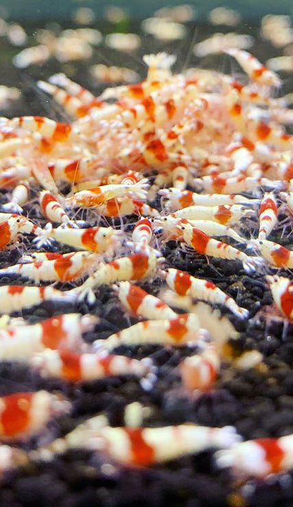 Crustaceans