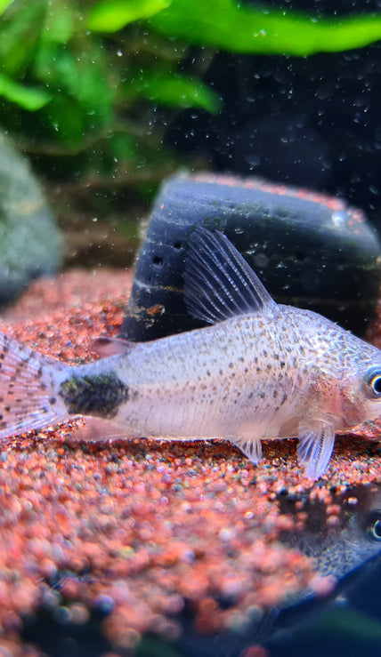 Corydoras