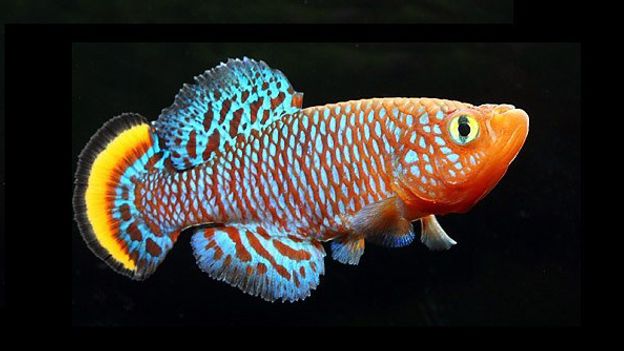 Killifish